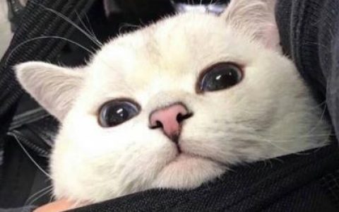最初无话不谈最终无话可说(高冷动物抖阴头像高清可爱小猫咪)