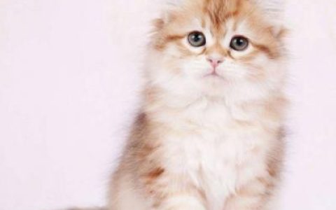 长肉这事有种冲胸来啊(抖阴动物头像小猫咪可爱超萌)