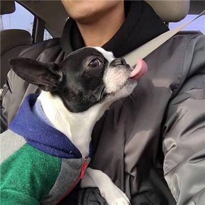 爱你所以离开你眼泪是回忆(男生抱猫抱狗帅气暖心头像精选)