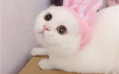 萌宠情侣头像两个一男一女(猫咪情侣头像一对可爱呆萌)