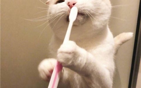 白天搞笑晚上抑郁(最新猫咪头像可爱高清大全)