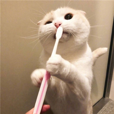 白天搞笑晚上抑郁(最新猫咪头像可爱高清大全)