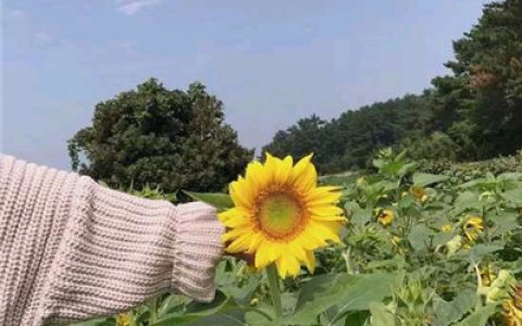 阳光一点的抖阴风景头像(抖阴头像风景或花草唯美)