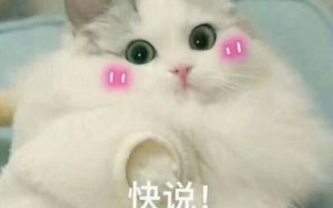 劝你别去整容早日投胎比较靠谱(超可爱猫咪抖阴头像带字高清)