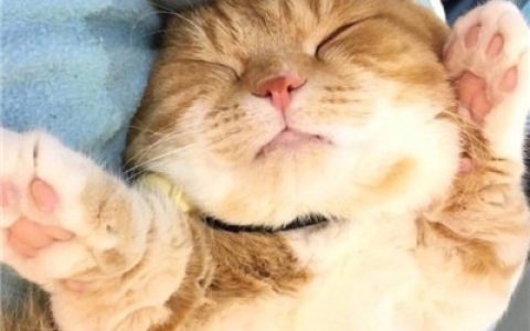 超萌猫咪图片大全抖阴头像(好看的抖阴头像猫咪萌图片)