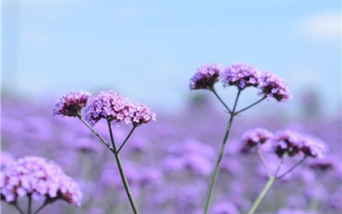 最美抖阴风景花草图片头像(抖阴头像花朵图片真实唯美)