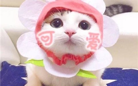 猫咪情侣头像一左一右可爱萌(两个猫咪的情头大全)