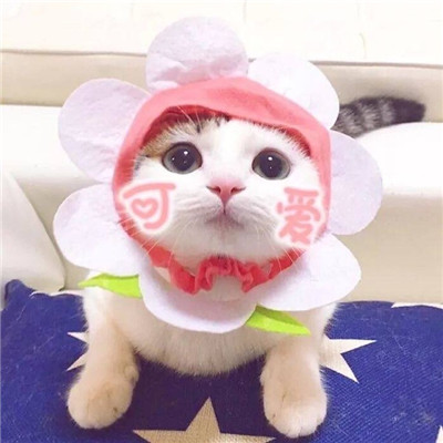 猫咪情侣头像一左一右可爱萌(两个猫咪的情头大全)