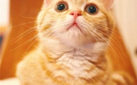 我非要无理取闹除非阁下抱抱(萌猫咪可爱高清头像超萌)