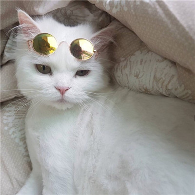 我会变成巨人踏着力气踩着梦(萌宠猫咪可爱头像大全)