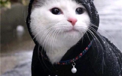 想你冷艳还想你轻佻又下贱(超级可爱的猫咪喵星人头像)