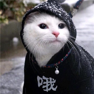 想你冷艳还想你轻佻又下贱(超级可爱的猫咪喵星人头像)