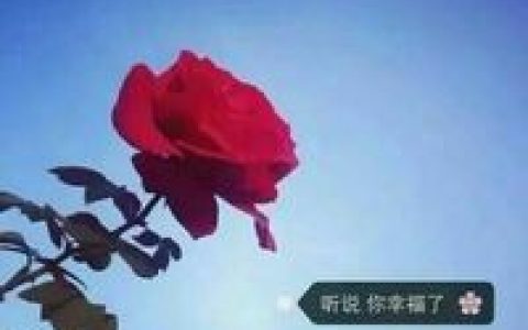 风落时思念却无处停息(优雅有气质的抖阴头像带字)