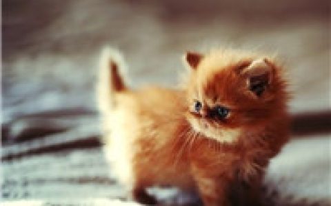 你喜欢猫还是狗(抖阴头像图片动物大全最新版)