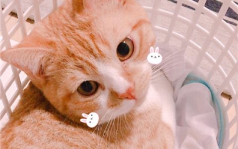 感情是来自弱者所写的悲歌(超可爱萌猫情侣闺蜜头像高清)