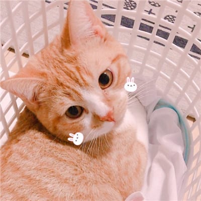 感情是来自弱者所写的悲歌(超可爱萌猫情侣闺蜜头像高清)