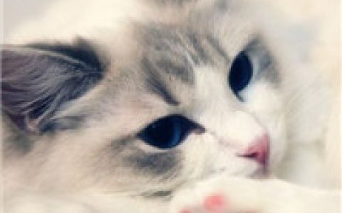 从云端坠落却看见整片天空(大脸喵抖阴可爱猫咪头像图片)
