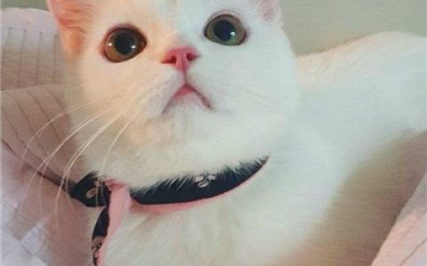 徒怀一腔对真的渴求(超级可爱的猫咪卖萌头像)