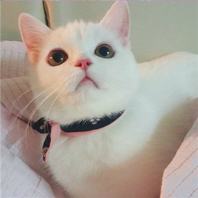 徒怀一腔对真的渴求(超级可爱的猫咪卖萌头像)