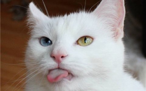 下辈子我只想做一只猫(逗比可爱喵星人头像)