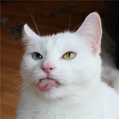 下辈子我只想做一只猫(逗比可爱喵星人头像)