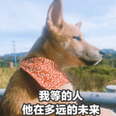 太过热情总是不被珍惜(超级搞怪的狗狗带字图片呢大全可爱呆萌)