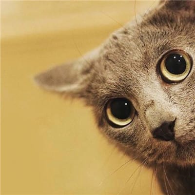 我们是两只相亲相爱的喵星人(关于猫咪情侣头像不带人搞笑)
