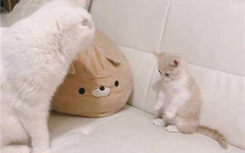 遇见一些人然后生命开始改变(超乖的软萌猫咪可爱头像)