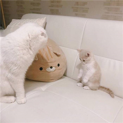 遇见一些人然后生命开始改变(超乖的软萌猫咪可爱头像)