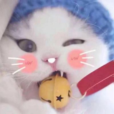 抱着面子孤独到死(可爱又搞笑的猫咪头像幽默萌)