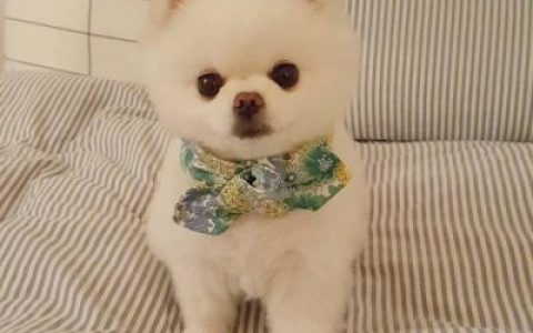 狗年超好看的动物头像(最新可爱萌萌哒狗狗头像大全)