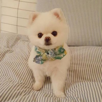 狗年超好看的动物头像(最新可爱萌萌哒狗狗头像大全)
