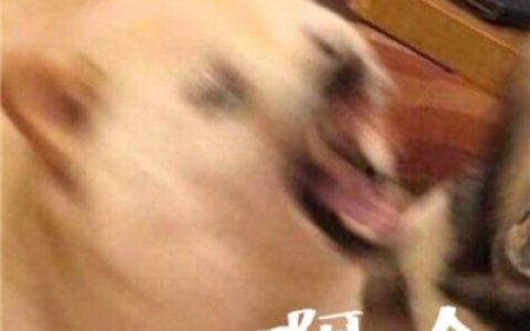嗯哼我喜欢你可以吗(搞笑的猫狗情侣头像一猫一狗高清大图)