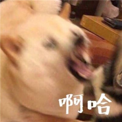 嗯哼我喜欢你可以吗(搞笑的猫狗情侣头像一猫一狗高清大图)