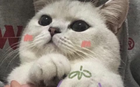 与其追星星不如成为星星一样的人(最新版很个性超级萌的猫头像)