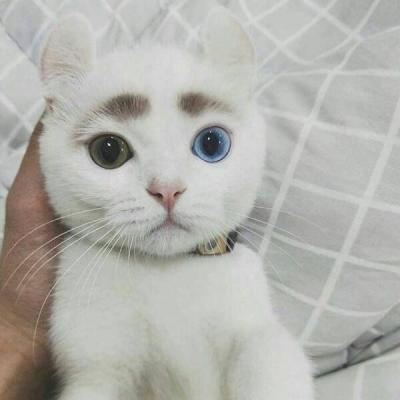不要纠缠不清不要藕断丝连(卖萌搞笑的小猫咪动物头像超可爱)