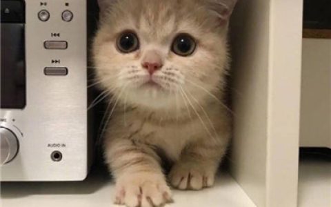 喵星人萌死人不偿命(高清超萌超可爱的猫咪图片)