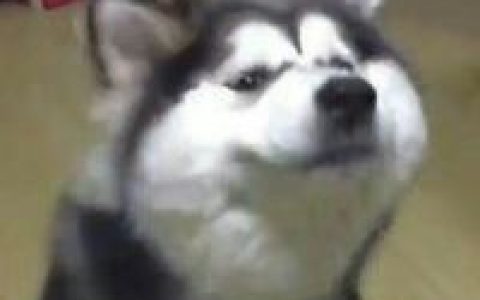 真羡慕你有一个可爱到炸的我(情侣专属的萌宠头像狗狗大全)