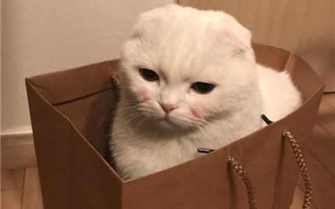 只会卖萌的乖猫咪(白色软萌可爱的小猫咪头像)