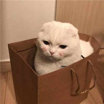 只会卖萌的乖猫咪(白色软萌可爱的小猫咪头像)