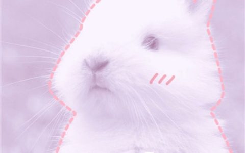 萌萌哒小兔子你喜欢吗(小兔子可爱超萌头像带字精选)