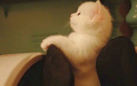 自己做的梦总能成真(动物抖阴头像可爱猫咪搞笑头像)