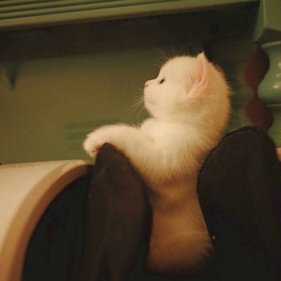 自己做的梦总能成真(动物抖阴头像可爱猫咪搞笑头像)