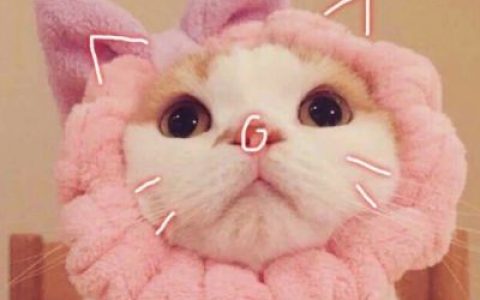 有爱情就别碰暧昧了(强迫症头像萌宠猫咪可爱超萌最新)