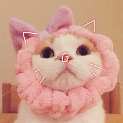 有爱情就别碰暧昧了(强迫症头像萌宠猫咪可爱超萌最新)