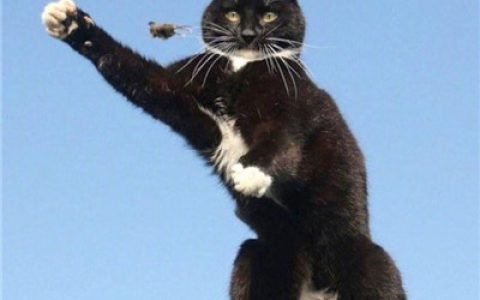 我们可以一起祸害苍生(猫咪情侣头像一对两张)