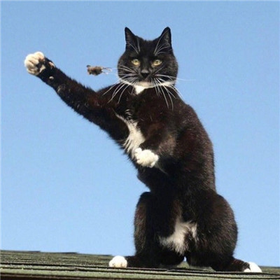我们可以一起祸害苍生(猫咪情侣头像一对两张)