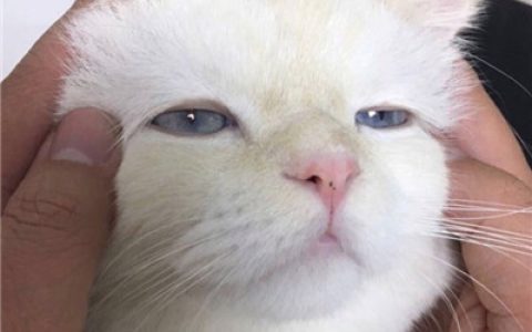 好看最萌的猫咪高清大图(猫咪头像可爱卖萌精选)