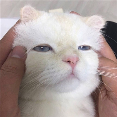 好看最萌的猫咪高清大图(猫咪头像可爱卖萌精选)