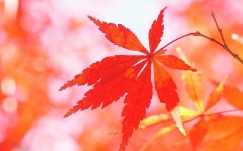 浪漫的秋天 红色的枫叶头像(秋景头像)